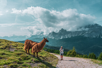 Backpacker and llamas on hiking trails in the Dolomites, Italy.