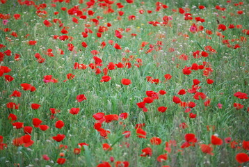 Obraz premium Red Poppy Field in Spring
