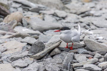 arctic tern on the rocky ground near the nest during summer season in Iceland