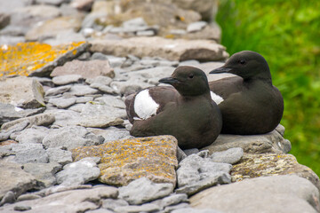 arctic birds resting on a rock in the nature retreat on Vigur island, Iceland, during summer season