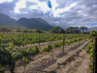 Fototapeta na wymiar Vineyards in Franschhoek surrounded by mountains, Cape Town Region, South Africa