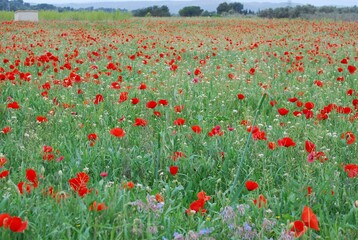 Fototapeta premium Red Poppy Field in Spring
