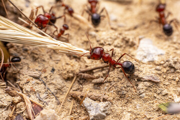 Beautiful Strong jaws of red ant close-up