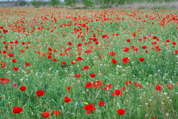 Red Poppy Field in Spring