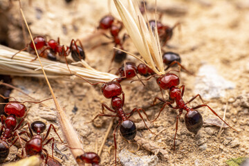 Beautiful Strong jaws of red ant close-up