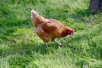 草を食む雌鶏