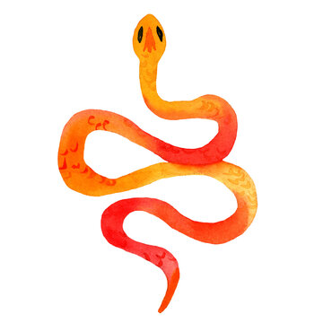 Watercolor hand drawn illustration of snakes in orange color with skin texture. Snake lies in the shape of a ring. Animal in cartoon style. Design for covers, backgrounds, decorations.
