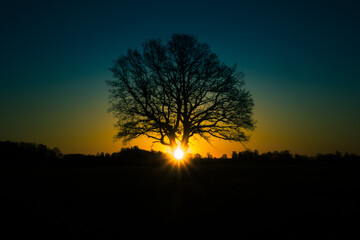 Fototapeta na wymiar A beautiful sunrise behind the large oak trees in spring. Bare tree silhouette with sun shining through. Springtime scenery of Northern Europe.