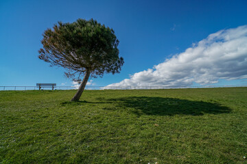 tree on a hill , blue sky , bench ,white clouds 