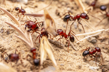 Beautiful Strong jaws of red ant close-up