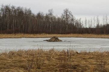 Elk Island National Park in Early Spring