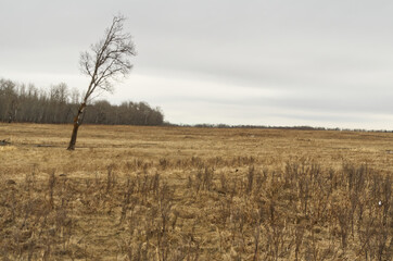 Elk Island National Park in Early Spring