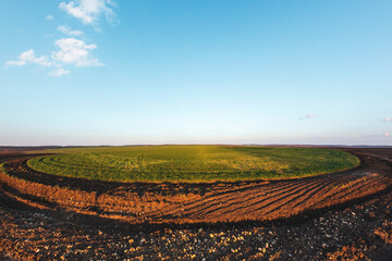 Round green field. A small plot of fertile land. Crops in spring