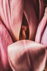 Un gros plan sur une tulipe avec un pétale découvrant la vue de l& 39 intérieur de la fleur, métaphore photographique
