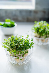 Microgreens sprouts in glass bowls on white kitchen table background. Healthy eating. Home gardening. Vertical card. Soft selective focus, copy space