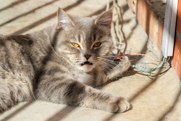 angry, disgruntled cat with yellow eyes lies on a sunny day on the balcony, next to the wires. Horizontal photo, close-up.