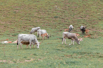 Cows graze on green farm pasture. Domestic animals graze on meadow. Podolica cow or mucca Podolica with her calf. regione Campania, South Italy