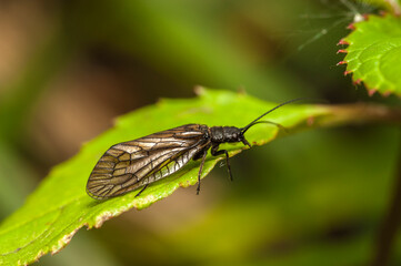 Alderfly (Sialis lutaria)