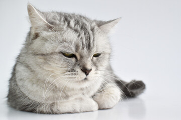 A serious tabby cat falls asleep on a white background. A pet.