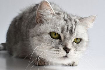 The tabby cat is lying on the white one. Pets. A thoroughbred kitten. A close-up view of a cat on a white background.