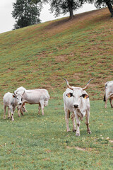 Cows graze on green farm pasture. Domestic animals graze on meadow. Podolica cow or mucca Podolica with her calf. regione Campania, South Italy
