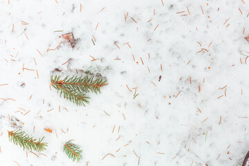 Spruce branches in the snow. Winter abstract background. New Year and Christmas design. Frozen fir branches. White ice background