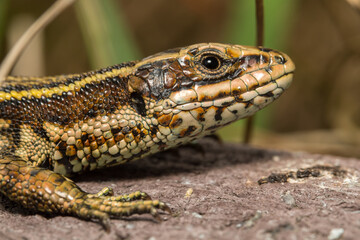 Naklejka premium Common Lizard (Zootoca vivipara)