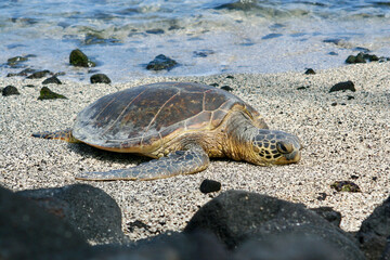 Green Sea Turtle resting on Hawaiian Beach
