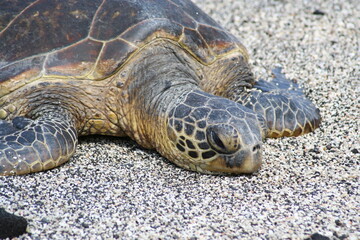 Green Sea Turtle resting on Hawaiian Beach