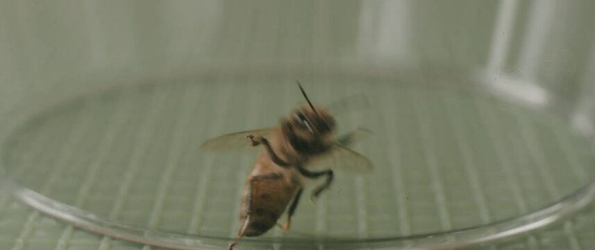 Close up of a bee circling and climbing a glass