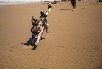 dog running on the beach