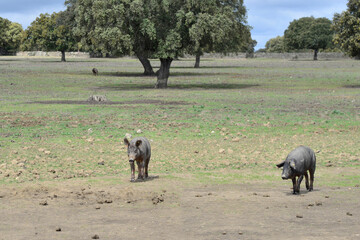 Iberian pigs grazing in the Extremadura pasture