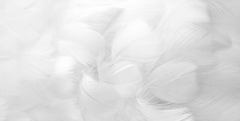 White fluffy bird feathers. Beautiful fog. A message to the angel. Banner. The texture of delicate...