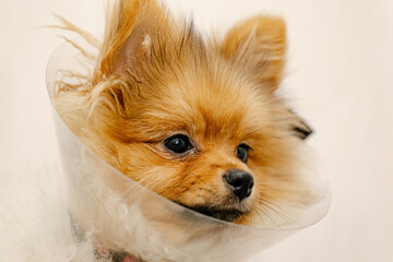 pomeranian dog in protective Elizabethan collar