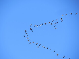 Wild geese fly north