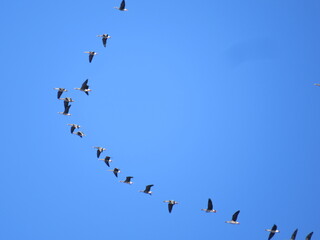 Wild geese fly north