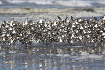 Flock of Dunlin Just Taking Off