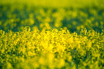 A beautiful yellow canola fields during springtime. Blooming rapeseed fields in Northern Europe. Springtime landscape of cultivated fields.