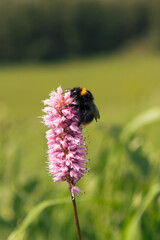 Honey bee on pink flower in nature. Vertical photograph. Focus on the eyes of the bee. Copy space. Bee on flower in Hesse in Germany.