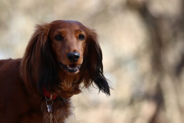 long haired dachshund, portrait of a dog with space for text