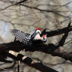 two woodpeckers copulating on a branch