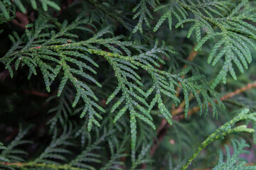 Closeup of Beautiful green christmas leaves of Thuja trees on green background. Thuja twig, evergreen Thuja occidentalis also known as arborvitaesas arborvitaes or cedar.