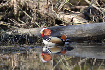 mandarin duck swimming in a pond, male, Poland