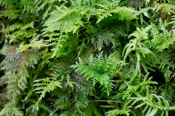 Green plants background. Texture, nature wallpaper