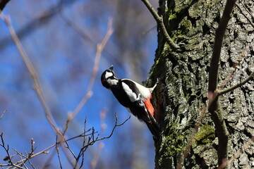 woodpecker on tree