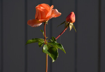 Rosenblüte lachsfarben mit Holzwand im Hintergrund