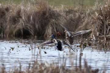 two ducks in flight over a pond, Poland