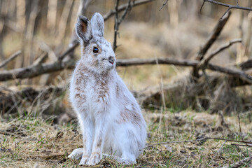 Snowshoe Hare Changing its Coat, Closeup Portrait in Early Spring