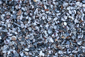 Pebbles and shells on the beach 