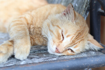 Cute beautiful sleeping cat lying on a bench on warm summer afternoon